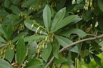 Elaeocarpus rugosus